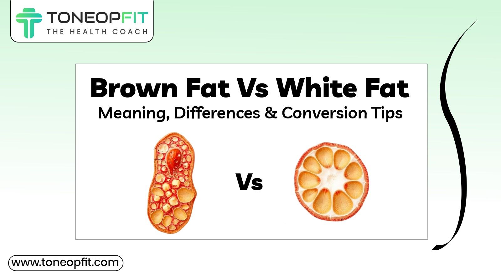 Brown Fat Vs White Fat: Meaning, Differences & How To Turn To The Good Side?