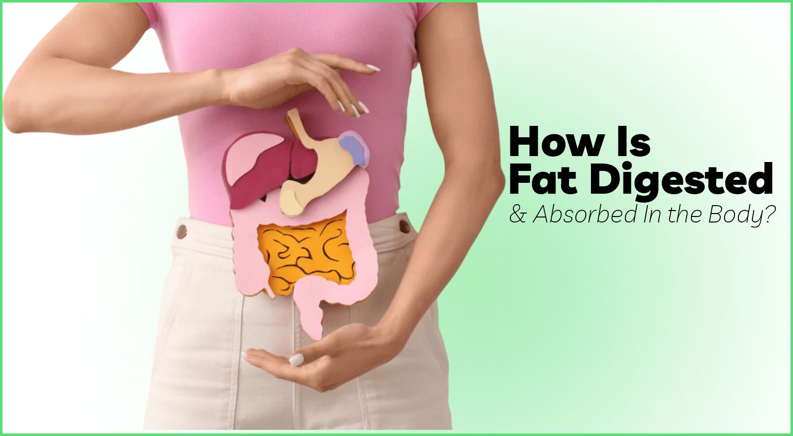 How Is Fat Digested And Absorbed In Your Body? Discover The Science
