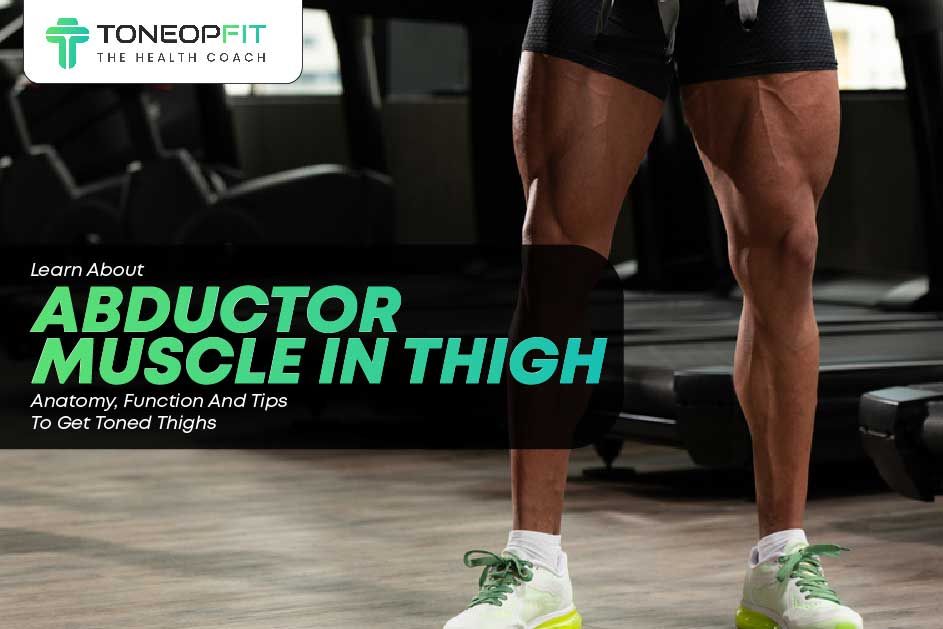 Learn About Abductor Muscle In Thigh: Anatomy, Function And Tips To Get Toned Thighs